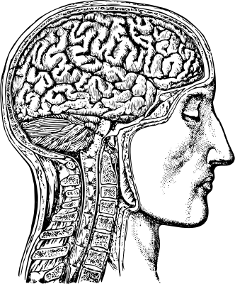 head_showing_brains